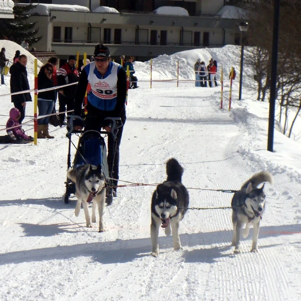 Erstes Husky-Team von Wild Swiss Adventure - Phil mit 3 Huskys beim Sprintrennen, Beginn eines Abenteuers