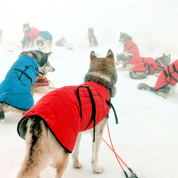 Winterlicher Moment am Stake-out - Huskys in Mänteln im Nebel, leichter Schneefall und gespannte Ruhe vor dem Start