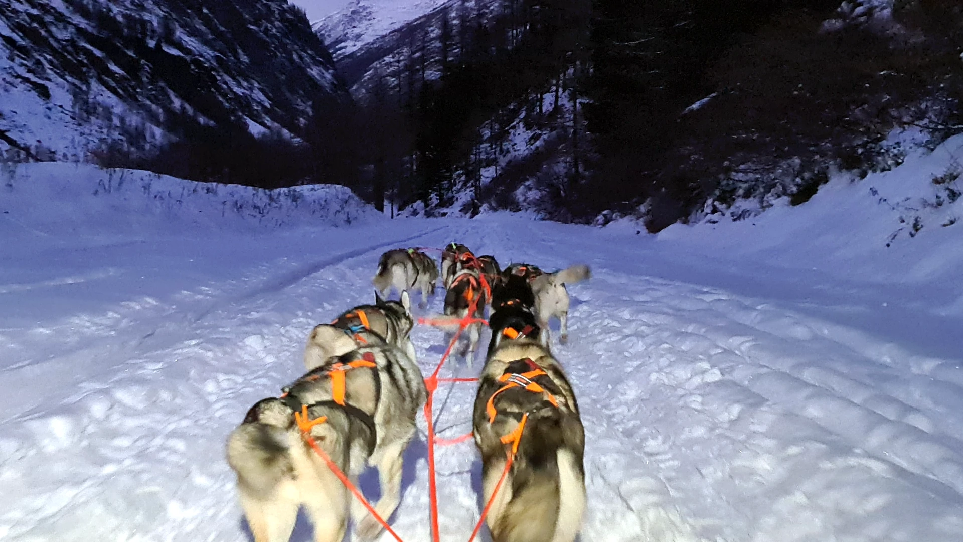 Magische Abendstimmung in Zermeiggern - Huskys im 10er Gespann ziehen den Schlitten unter violettem Himmel