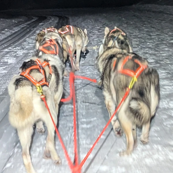 Abendliche Schlittenfahrt in Zermeiggern - Huskys ziehen den Schlitten über den verschneiten Trail