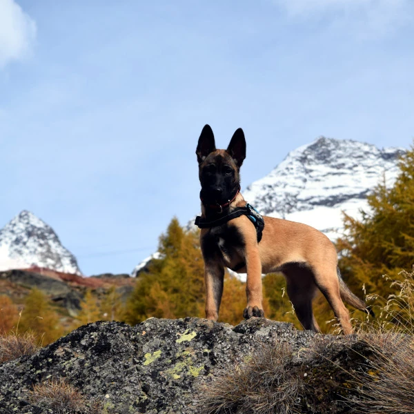 Belgische Schäferhündin Nova auf Spaziergang am Kreuzboden - weites Feld, verschneite Gipfel im Hintergrund