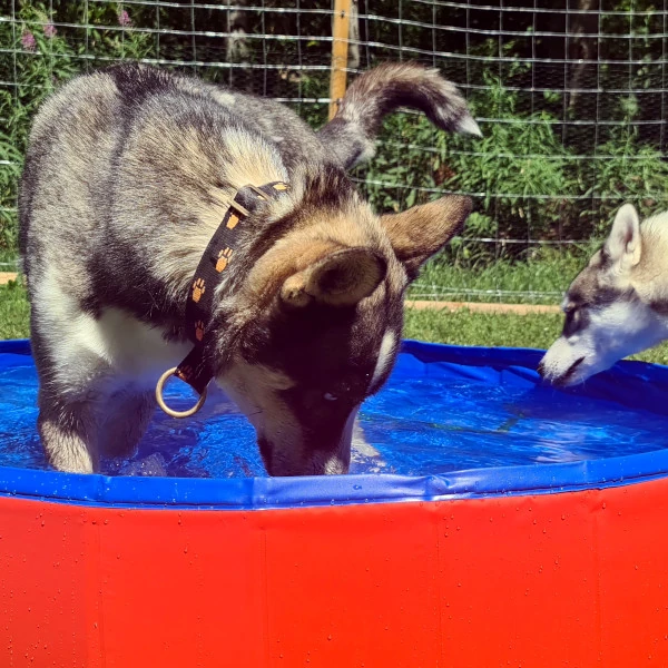 Huskys Rwin und Bowie geniessen den Sommer im Auslauf – spielerische Abkühlung im Hundepool in Eisten