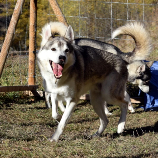Leithund Blizzard - energiegeladener Siberian Husky beim Sommertraining im Auslauf. Husky Abenteuer Schweiz