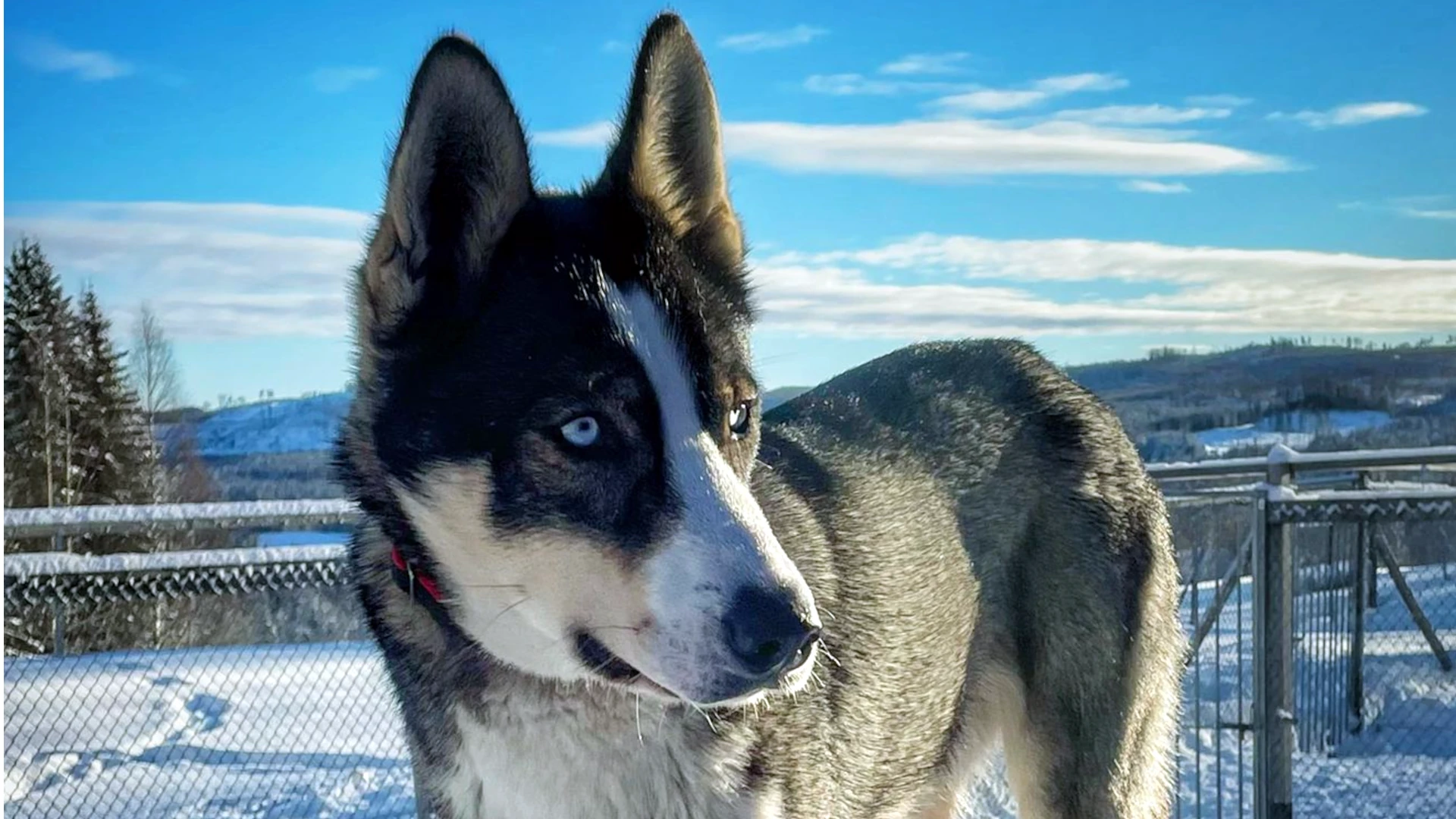 Husky Rwin mit stahlblauen Augen - Nahaufnahme im Schnee der schwedischen Winterlandschaft