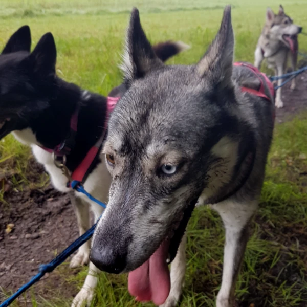 Siberian Husky Storm im Gespann - Nahaufnahme des Teamhunds auf schlammigem Trail bei Wild Swiss Adventure