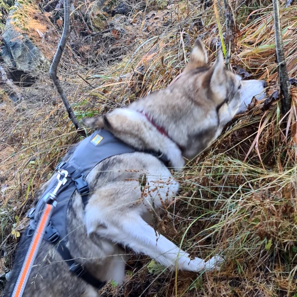 Blizzard beim Nasenarbeit-Training im Wald - Suchspiel als Teil unseres bewegten Alltags mit Huskys