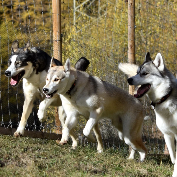 Mehr als nur schön - Siberian Huskys Rwin, Yakari und Bowie beim kraftvollen Lauf im Sommerauslauf