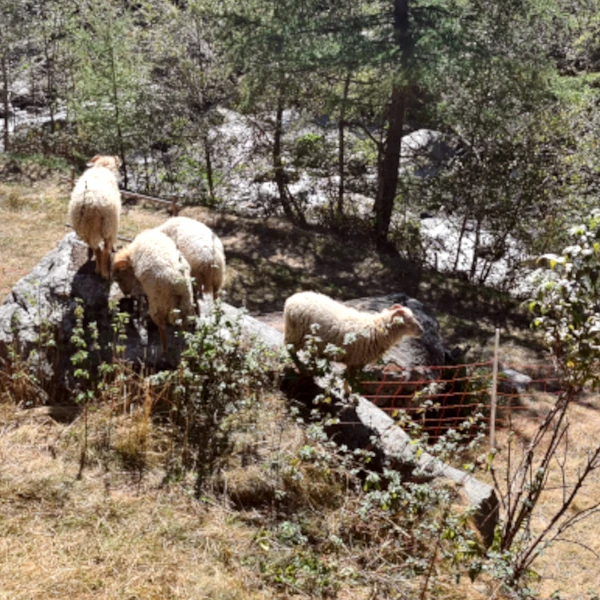 Quessant-Schafe auf dem Felsen vor dem Maiensäss - Sommeridylle im alpinen Gelände von oben aufgenommen