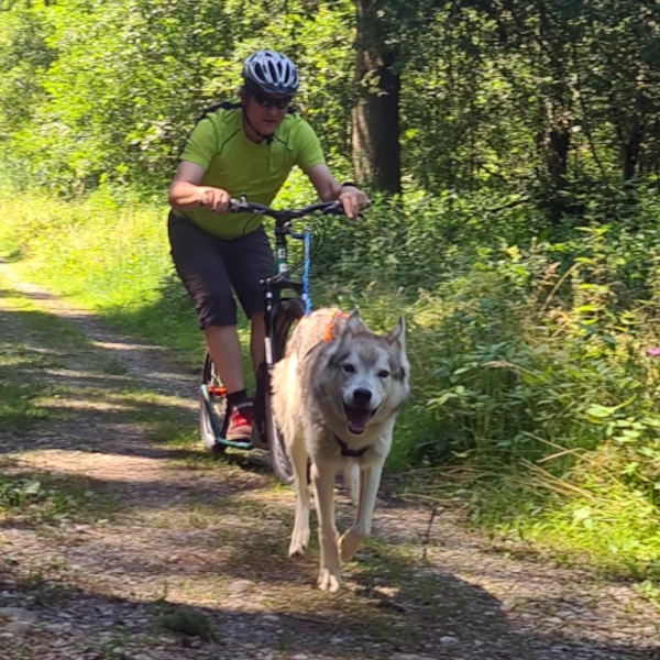 Leithunde-Training im Wald - Phil mit Husky Blizzard auf dem Dogscooter in voller Konzentration