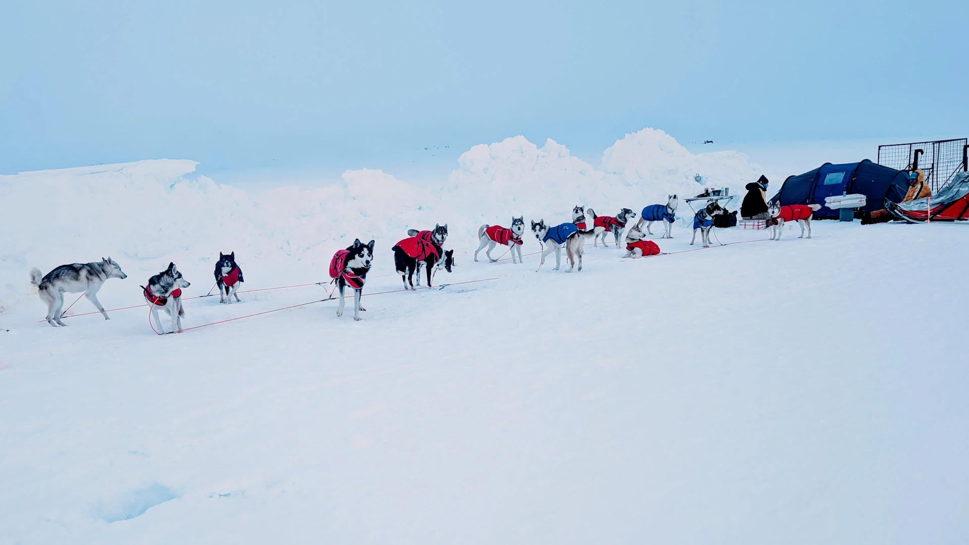 Huskys angeleint auf der winterlichen Engstligenalp - verschneite Berglandschaft und klare Winterluft