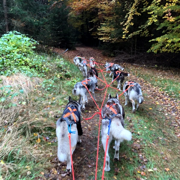 Wagen-Training im Wald mit zehn Huskys - Blick von hinten auf das kraftvolle Team in Aktion