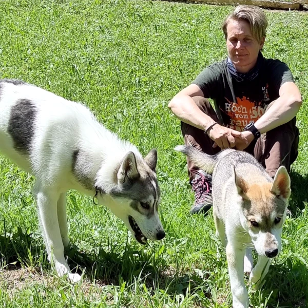 Gemeinsame Zeit mit Yakari und Bowie - ich sitze im Sommer im Auslauf, die Huskys erkunden die Umgebung