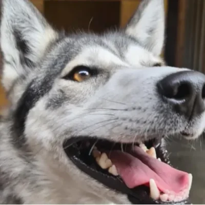 Husky-Hündin Abby mit hellbraunem Fell, wachsamen Augen und koyoteähnlichem Gesichtsausdruck – lebendig, wach und voller Energie.