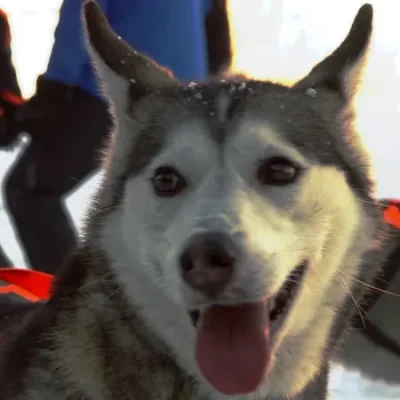 Zurückhaltende Husky-Hündin Arcee mit feinem Gesichtsausdruck, steht ruhig und aufmerksam – ihr Lieblingspartner Jagger ist meist an ihrer Seite.