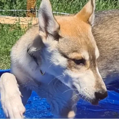 Nahaufnahme des jungen Husky-Rüden Bowie mit braun-weißlichem Fell und entspanntem, charmanten Blick.