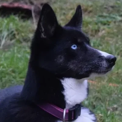 Kleine schwarze Husky-Hündin Flash mit einem blauen und einem braunen Auge, kraftvoller Ausdruck und entschlossener Blick.