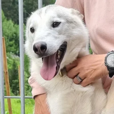 Weißer Husky-Rüde Icebear mit wachem Blick, steht aufmerksam und bereit zum Start – fokussiert und energiegeladen.