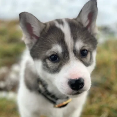 Junger Husky-Rüde Iggy mit frechem Blick, lebhaftem Ausdruck – der verspielteste im Rudel.