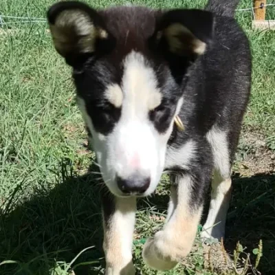 Husky-Rüde Jagger mit schwarz-weißem Fell in Nahaufnahme von vorne, laufend und konzentriert mit durchdringendem Blick.