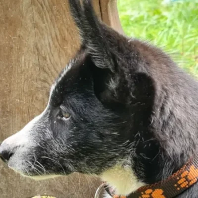 Seitliche Kopf-Nahaufnahme der zierlichen Husky-Hündin Mae mit schwarz-weißem Fell und sanftem, aufmerksamem Blick.