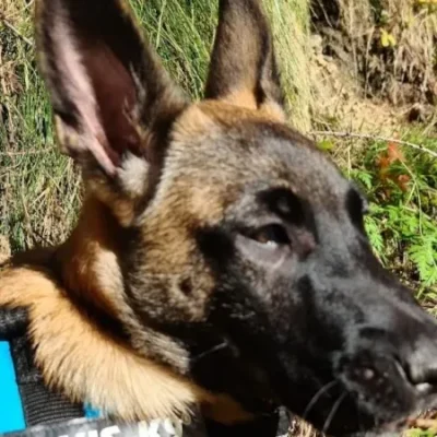 Kopf-Nahaufnahme der Belgischen Schäferhündin Nova mit wachem, treuem Blick – sanfte, ernste Ausstrahlung vor natürlichem Hintergrund.