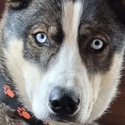 Husky-Rüde R-Win mit kräftiger Statur und lebhaftem Ausdruck – voller Energie, bereit zum Laufen.