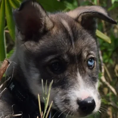 Husky-Hündin Rey mit ruhigem Blick und ausgeglichenem Wesen – sanft, wachsam und einfühlsam.