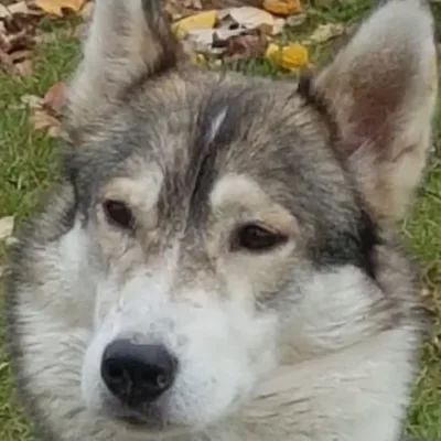 Husky-Leithündin Sky mit entschlossenem Blick – führungsstark, temperamentvoll und ohne Geduld für Unsinn.