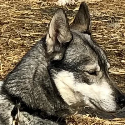 Husky-Hündin Storm als Swingdog mit lebhaftem Gesichtsausdruck – kommunikativ, aufmerksam und voller Ausdruck.