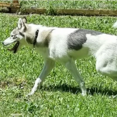 Husky-Rüde Yakari mit Pinto-Fell (gefleckt), lebhafter Ausdruck und schelmischer Blick – ein echter Lausbub im Rudel.