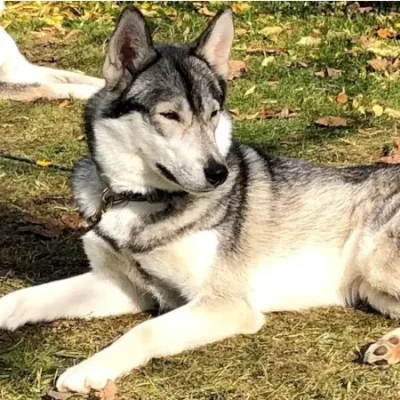 Husky-Hündin Yalka mit frechem Ausdruck und wacher Haltung – verspielte Rudelclownin mit Divencharme.