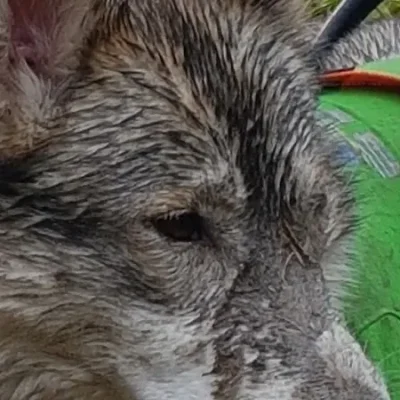 Husky-Hündin Yoko mit eleganter Haltung und selbstbewusstem Blick – die stilvolle Lady im Rudel.