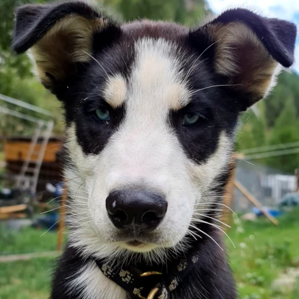 Jagger come giovane husky - primo piano con sguardo intenso e orecchie da cucciolo ancora pendenti