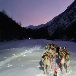 View from behind of a husky team in front of the sled in Zermeiggern - framed by a purple evening sky and snow-covered winter landscape.