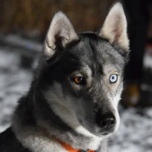 Close-up of female husky Storm - grey coat, one blue and one brown eye, alert and intense gaze