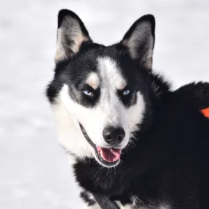 Jagger im Wintereinsatz - Nahaufnahme im Geschirr, bereit für die nächste Schlittenfahrt im Schnee