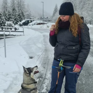 Gast beim Husky-Trekking - Husky macht Sitz vor dem Gast und wartet auf eine Belohnung