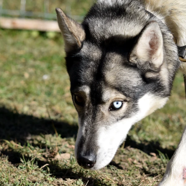 La chienne husky Storm lors d'une promenade détendue le soir dans l'enclos d'été - attentive, élégante et pleine d'énergie